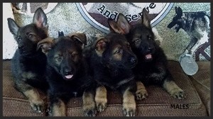 puppies10