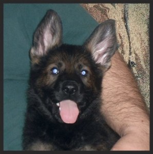 puppies7