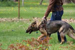 training