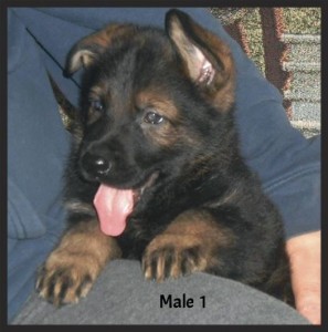 2male1