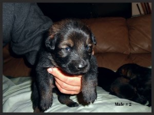 babyboy2