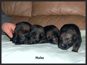 babyboys