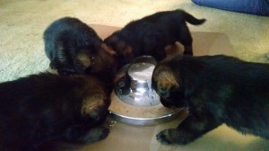 malepuppys