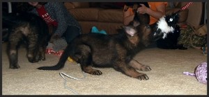 puppies1
