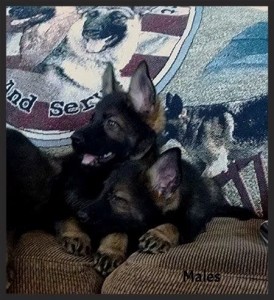 puppies11
