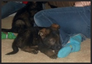 puppies3