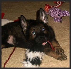 puppies4