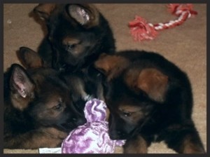 puppies5