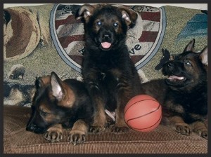 puppies9